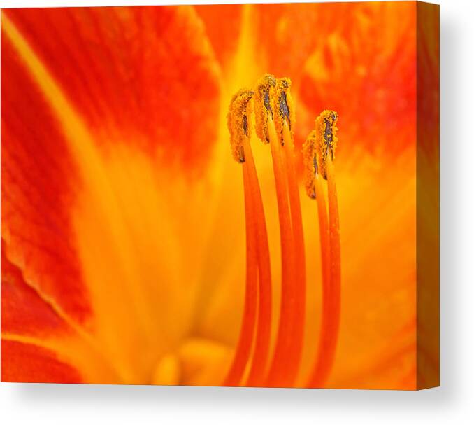 Floral Canvas Print featuring the photograph Sentinels by Joan Herwig