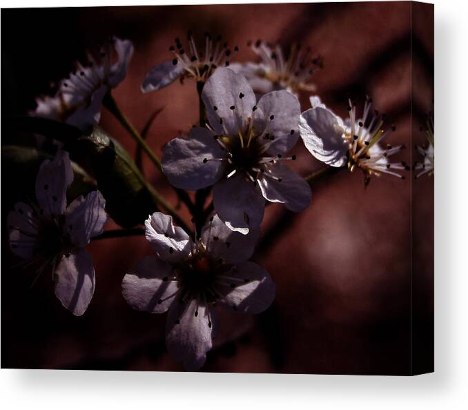 Flower Canvas Print featuring the photograph Shadowed Flowers by Karen Harrison Brown