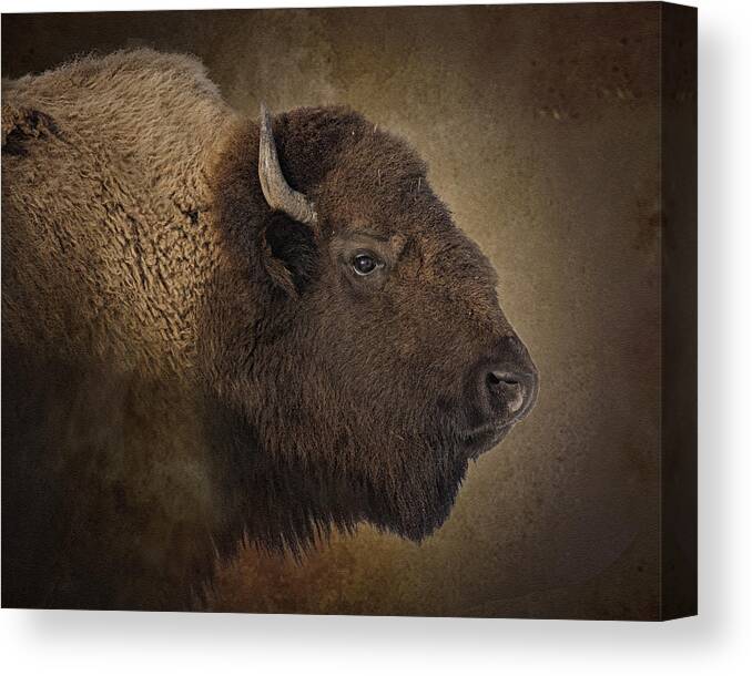 Buffalo Canvas Print featuring the photograph Shaggy One by Ron McGinnis