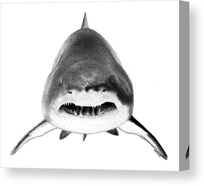 Shark Canvas Print featuring the drawing Shark by Scott Woyak