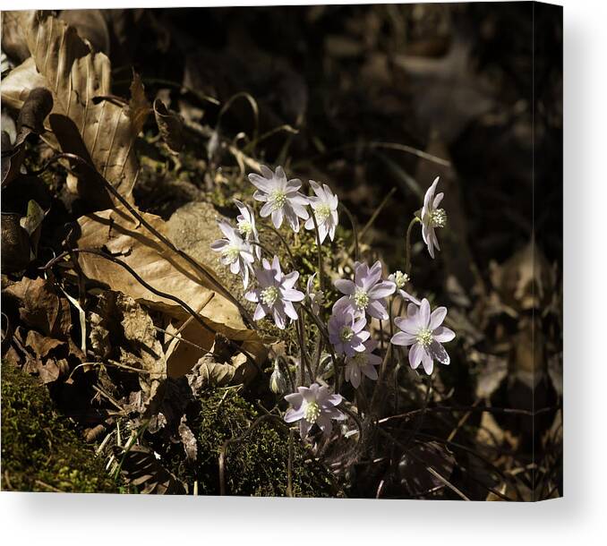 Sharp Lobed Hepatica Canvas Print featuring the photograph Sharp Lobed Hepatica Lost Valley Trail by Michael Dougherty