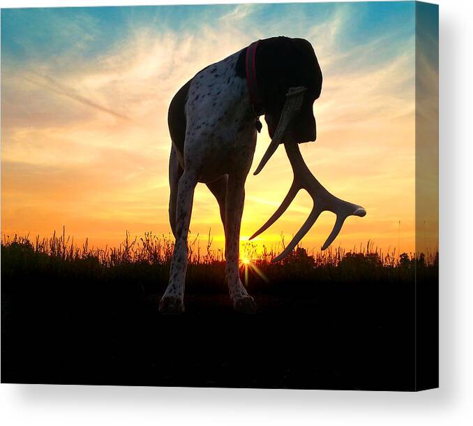 Shed Canvas Print featuring the photograph Shed Antler by Brook Burling