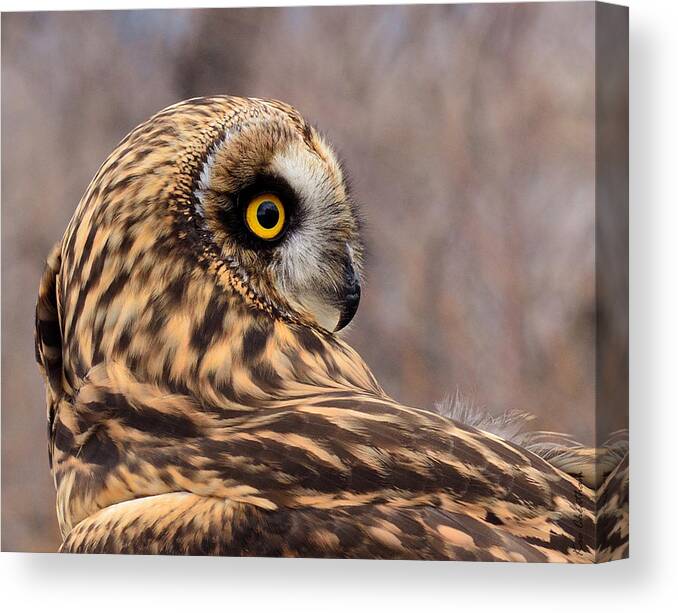 Owl Canvas Print featuring the photograph Short-eared Owl 1 by Kae Cheatham