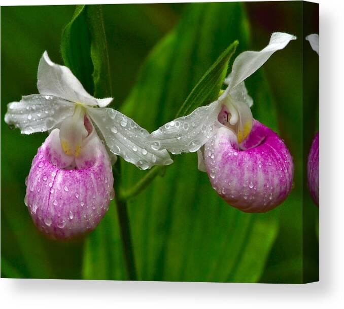 Showy Lady's-slipper Canvas Print featuring the photograph Showy Lady by Tony Beck