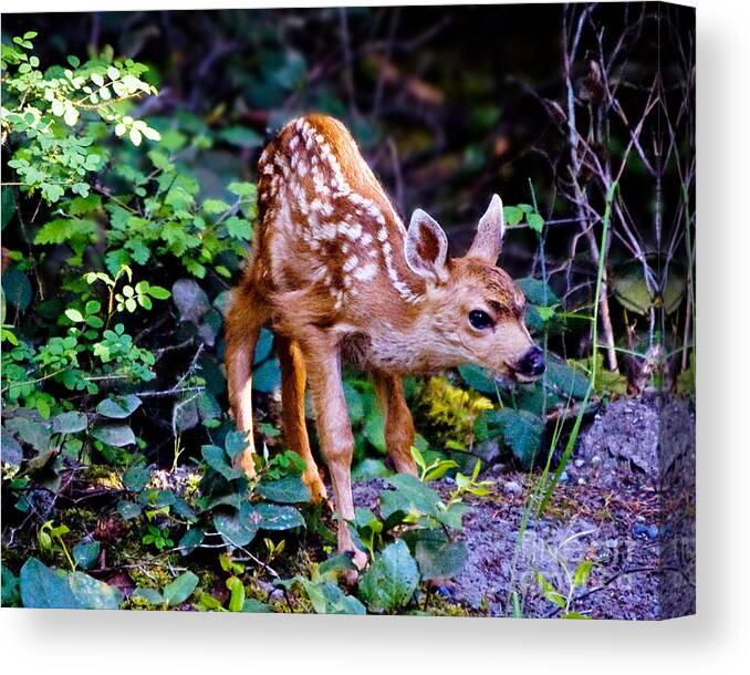 Fawn Canvas Print featuring the photograph Shy Fawn by Chuck Flewelling