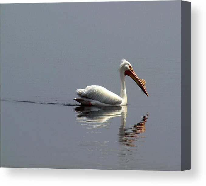 Pelican Canvas Print featuring the photograph Silent and Reflective by Thomas Young