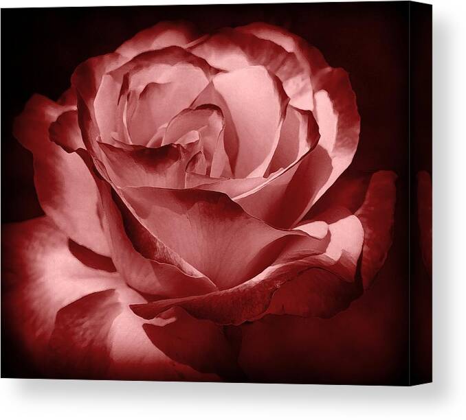 Rose Canvas Print featuring the photograph Silk by Athala Bruckner