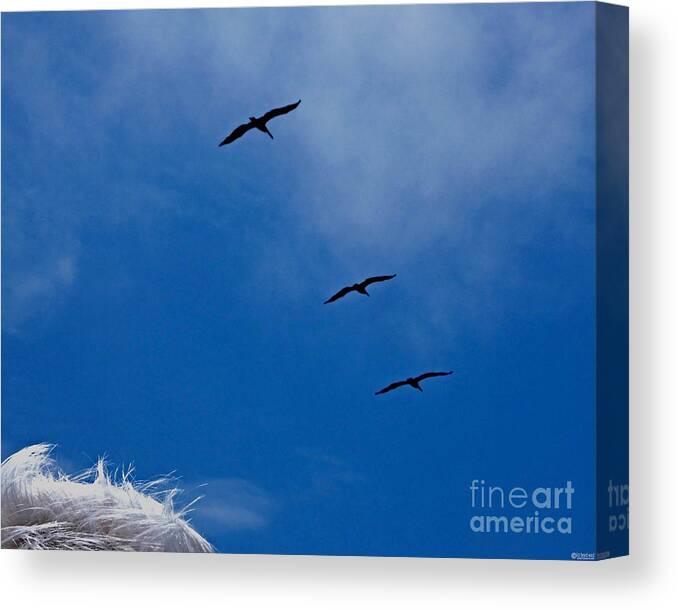 Pelicans Canvas Print featuring the photograph Silver Salute by Lizi Beard-Ward