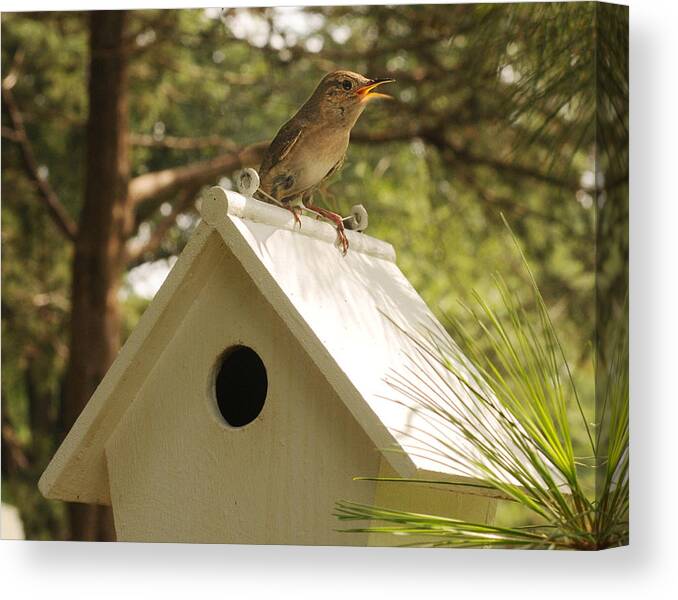 Bird Canvas Print featuring the photograph Singing on the Roof by Don Wolf