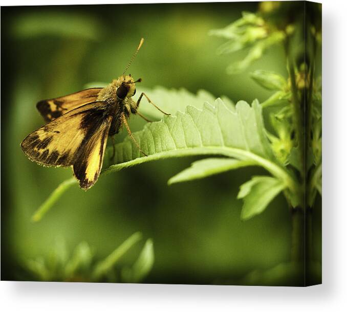 Butterflies Canvas Print featuring the photograph Skipper X by Donald Brown