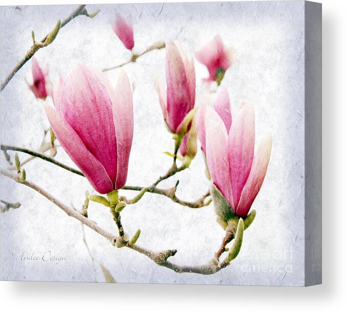 Magnolia Canvas Print featuring the photograph Skyward Magnolia Painterly 2 by Andee Design