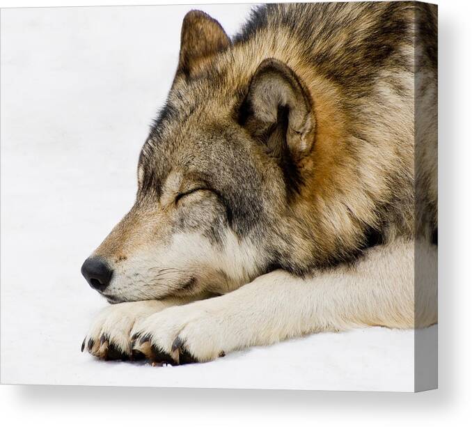 Wolf Canvas Print featuring the photograph Sleeping Wolf by Gary Slawsky