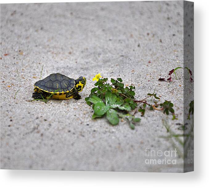 Turtle Canvas Print featuring the photograph Slider and Sorrel in Sand by Al Powell Photography USA