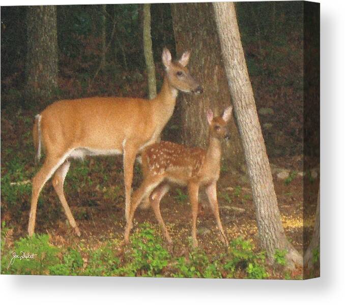 Fawn Canvas Print featuring the photograph Smudgie and Fawn Pastel by Joe Duket