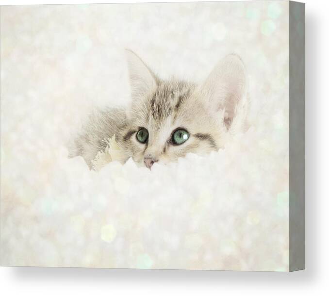 Kitten Canvas Print featuring the photograph Snow Baby by Amy Tyler