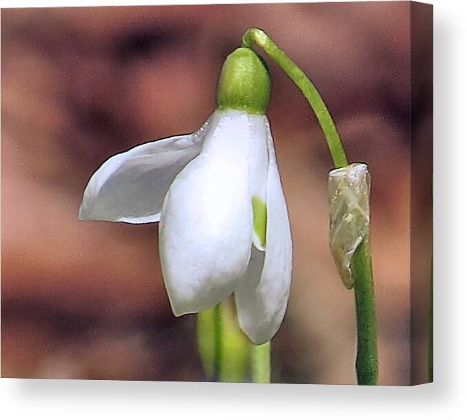 Snowdrop Canvas Print featuring the photograph Snowdrop by Janice Drew