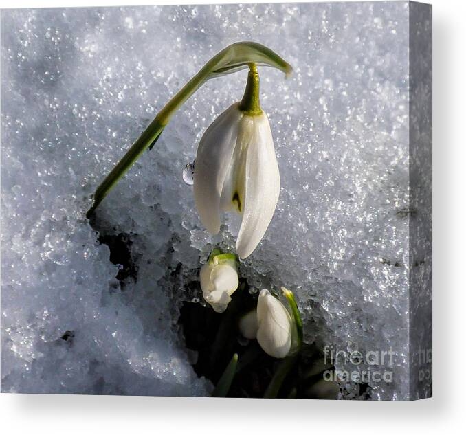 Snowdrops Canvas Print featuring the photograph Snow White Snowdrops in the Snow by Lynn Bolt