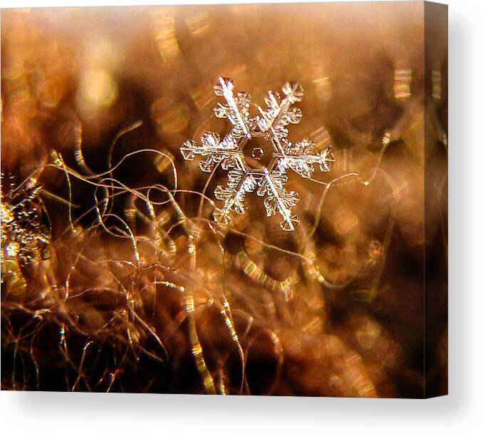 Bokeh Canvas Print featuring the photograph Snowflake on Brown by Dawn Key