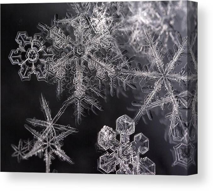 Snowflakes Canvas Print featuring the photograph Snowflakes by Eunice Gibb