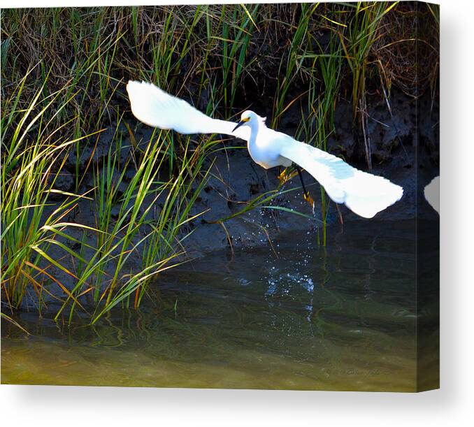 Snowy Egret Canvas Print featuring the photograph Snowy Egret Taking Flight by Brian Tada