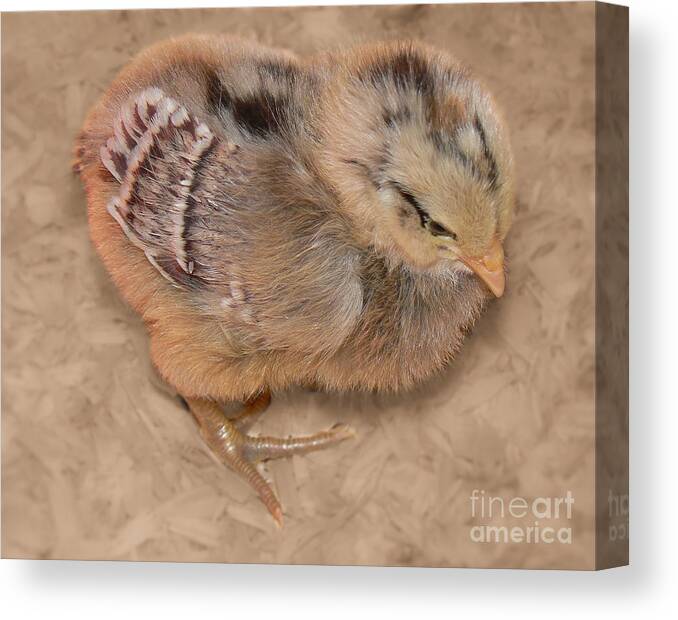 Chick Canvas Print featuring the photograph Soft Chick by MM Anderson