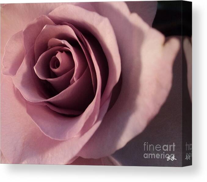 Rose Photography Canvas Print featuring the photograph Soft Layers by Geri Glavis