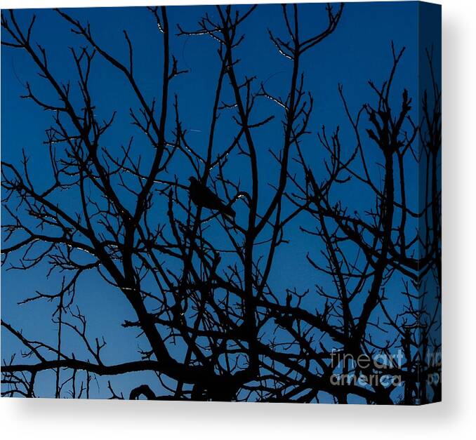 Doves Canvas Print featuring the photograph SoLiTuDE iN The MidsT oF ChaoS by Angela J Wright