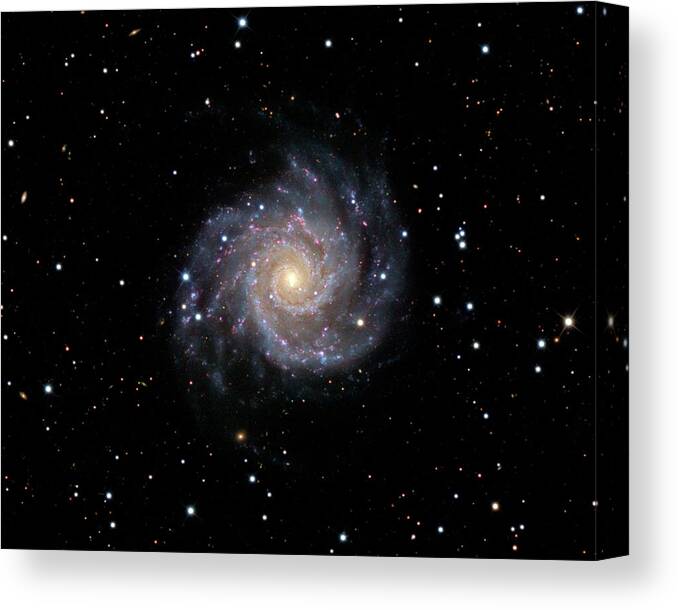 M74 Canvas Print featuring the photograph Spiral Galaxy M74 by Russell Croman/science Photo Library