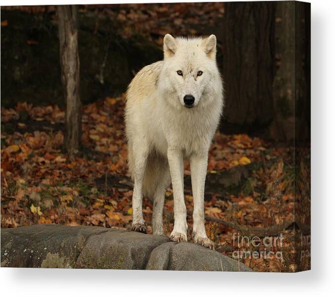 Popular Canvas Print featuring the photograph Spirit of the forest by Heather King