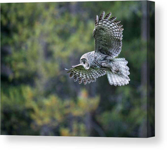 Great Gray Owl Canvas Print featuring the photograph Spirit of the Forest by Max Waugh