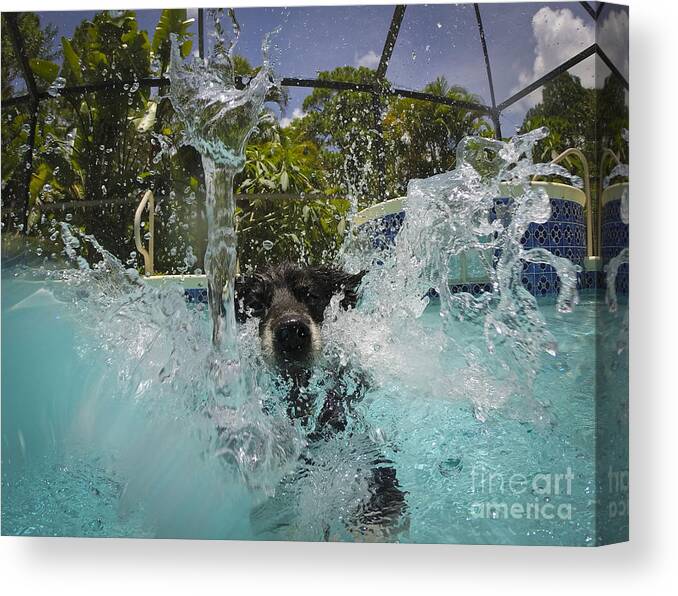 Dog Canvas Print featuring the photograph Splash down by Quinn Sedam