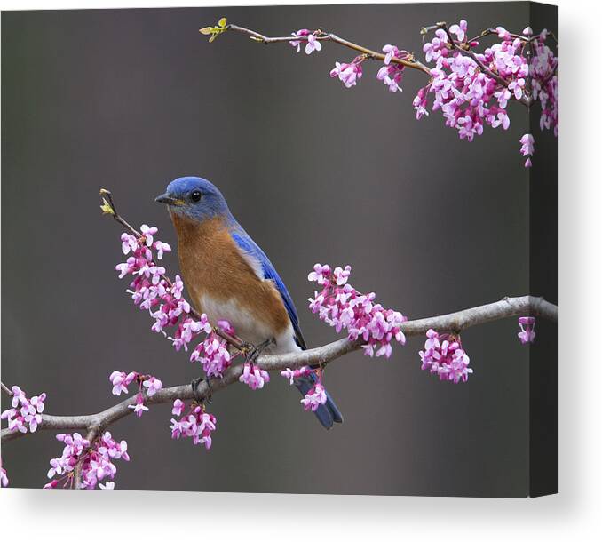 Bluebird Photographs Photographs Canvas Print featuring the photograph Spring Beauty by Jim E Johnson