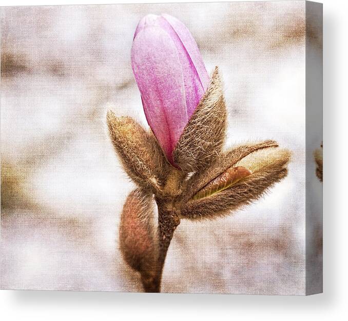 Buds Canvas Print featuring the photograph Spring Buds by Cathy Kovarik