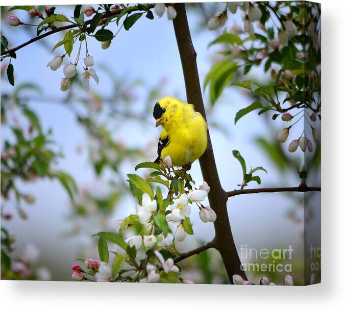 Nature Canvas Print featuring the photograph Spring in the Country by Nava Thompson