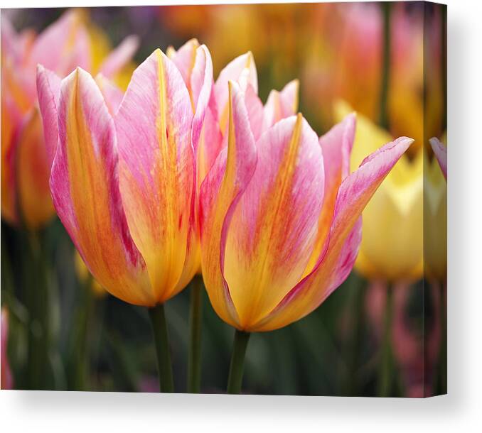  Canvas Print featuring the photograph Spring Tulips by Rona Black