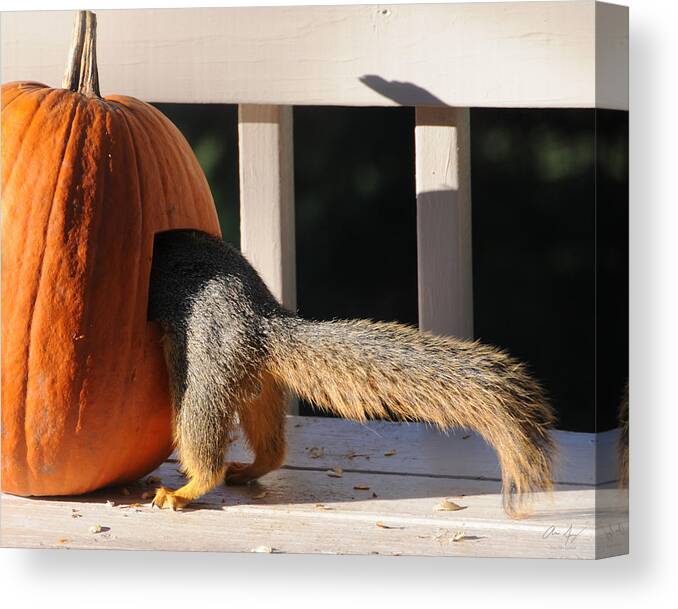 Squirrel Canvas Print featuring the photograph Squirrel and Pumpkin - Breakfast by Aaron Spong