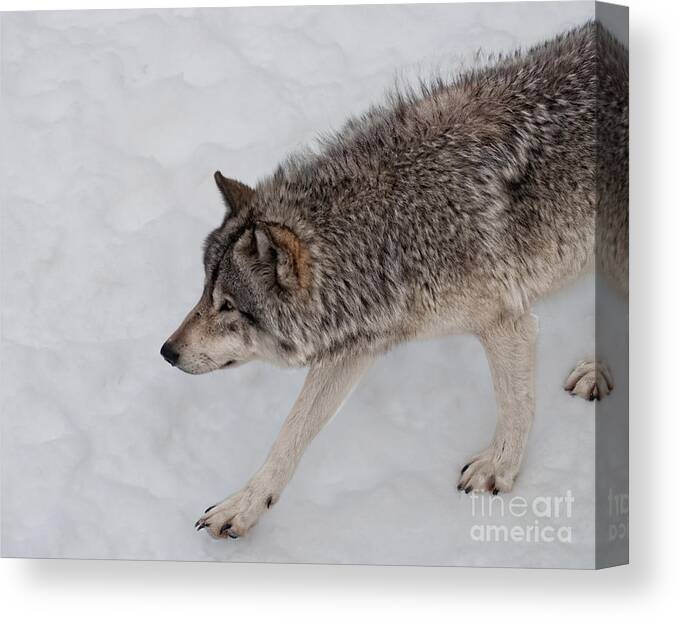Timberwolf Canvas Print featuring the photograph Stalker by Bianca Nadeau