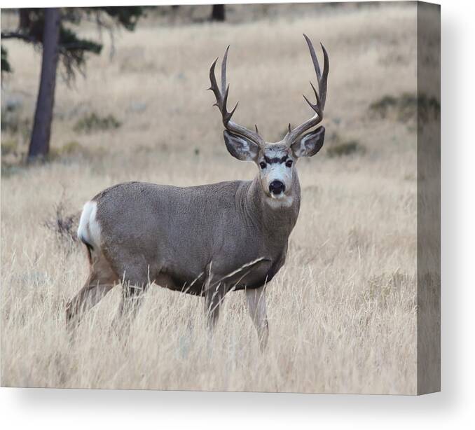 Mule Deer Canvas Print featuring the photograph Standing Proud by Shane Bechler