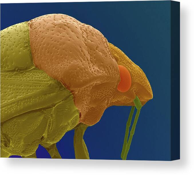 99267b Canvas Print featuring the photograph Stink Bug Head by Dennis Kunkel Microscopy/science Photo Library
