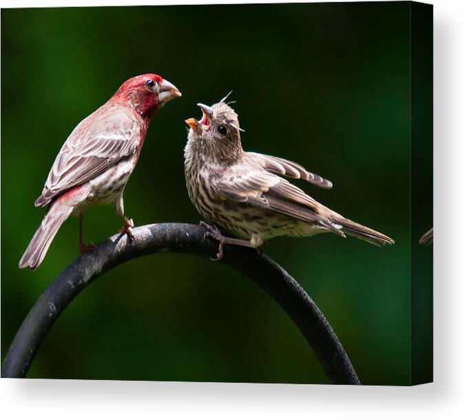 Purple Finch Canvas Print featuring the photograph Stop playing dad. give it to me by Robert L Jackson