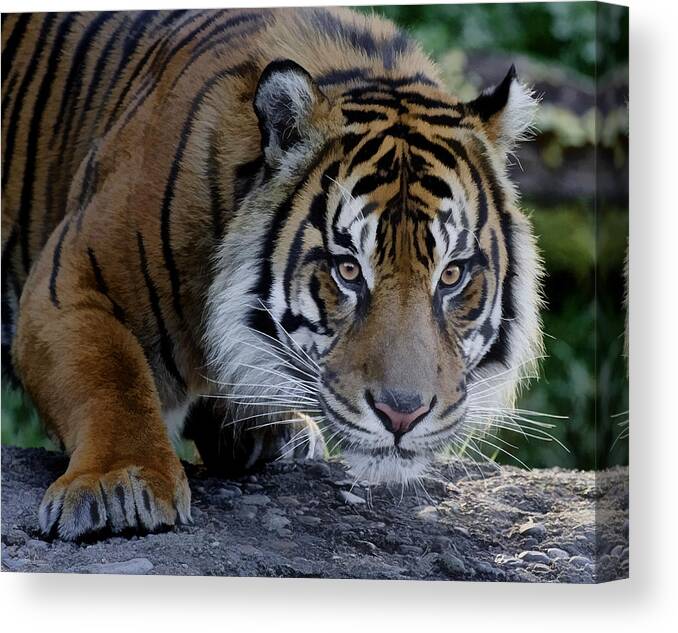 Striking Pose Canvas Print featuring the photograph Striking Pose by Wes and Dotty Weber