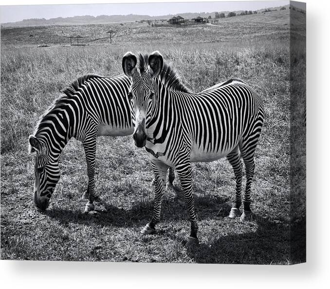 Stripes Duo Canvas Print featuring the photograph Stripes Duo by Phyllis Taylor
