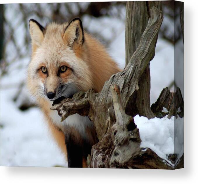 Fox Canvas Print featuring the photograph Stunning Sierra by Richard Bryce and Family