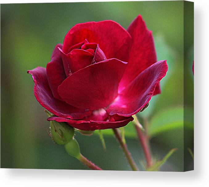 Red Rose Canvas Print featuring the photograph Summer Rose by Karen McKenzie McAdoo