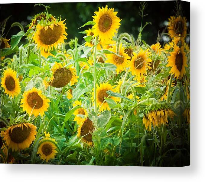 Landscape Canvas Print featuring the photograph Summer Sunflowers by Virginia Folkman