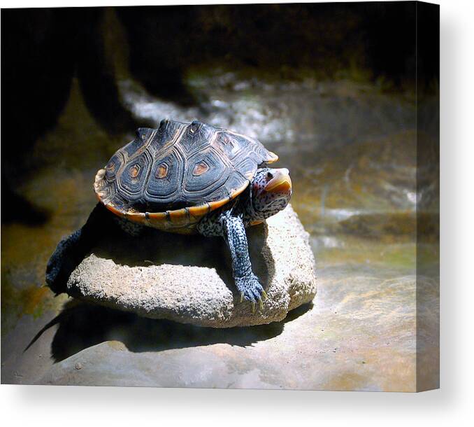 Turtles Canvas Print featuring the photograph Sunning Terrapin by Donna Proctor