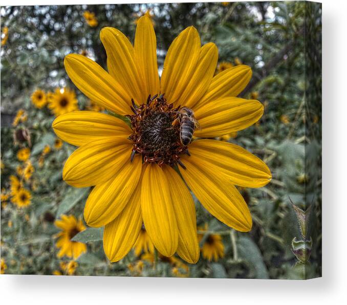 Sunflower Canvas Print featuring the digital art Suppers' Ready by Linda Unger