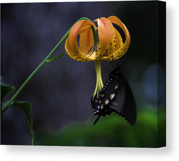 Appalachian Canvas Print featuring the photograph Swallowtail on Turks Cap by Donald Brown