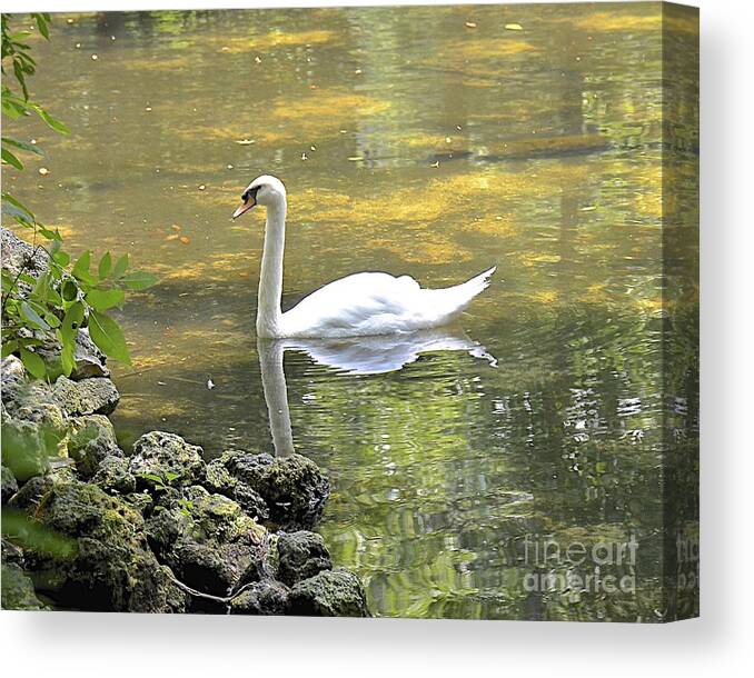 Swan Canvas Print featuring the photograph Swan Lake Reflections by Carol Bradley