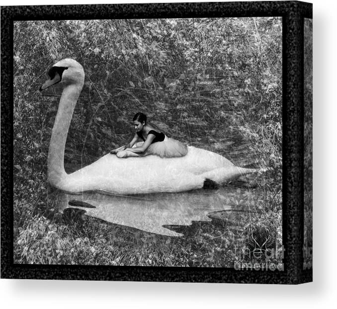 Swan Canvas Print featuring the digital art Swan Ride by Dale Crum